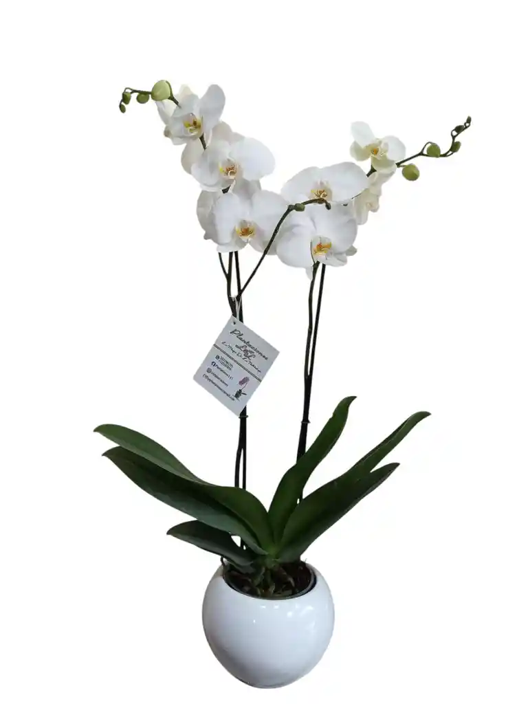 Orquídea Blanca 2 Espigas, En Cerámica Blanca