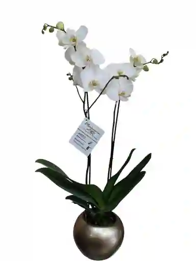 Orquídea Blanca 2 Espigas, En Cerámica Dorada