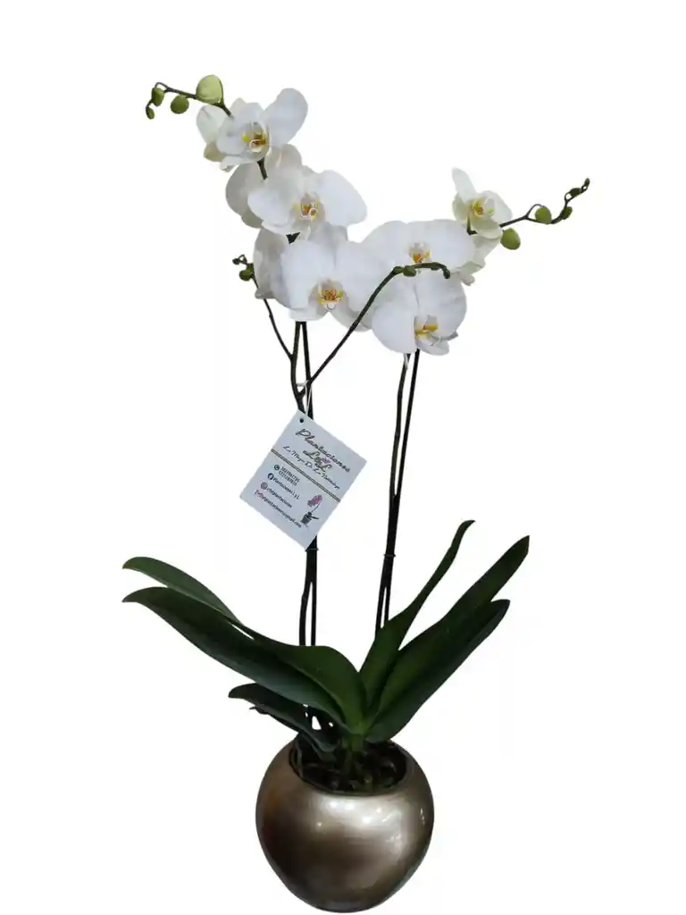Orquídea Blanca 2 Espigas, En Cerámica Dorada
