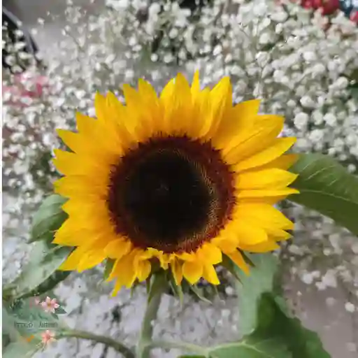Girasol