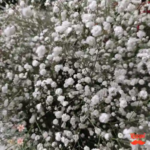 Gypsophila