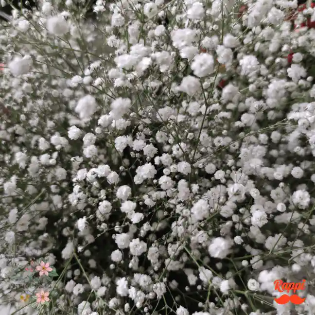 Gypsophila