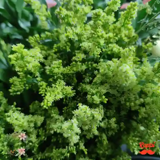 Solidago