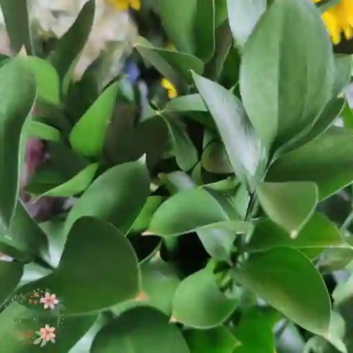 Ruscus Premium