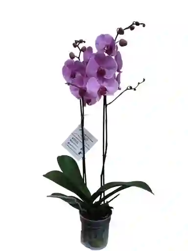 Orquídea Rosada 2 Espigas