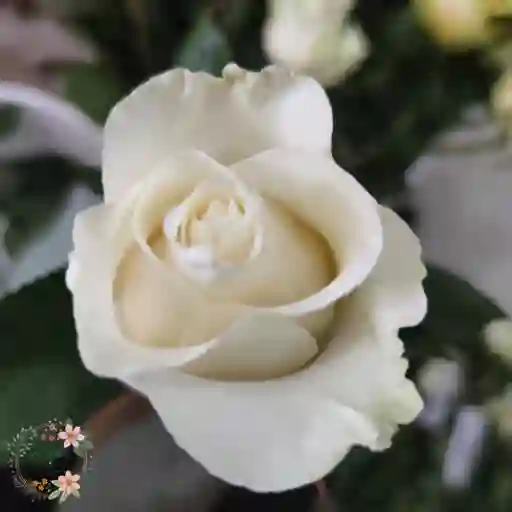 Rosa Blanca