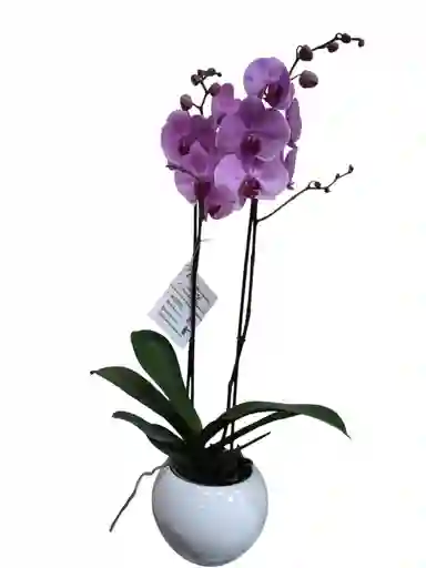 Orquídea Rosada 2 Espigas, En Cerámica Blanca