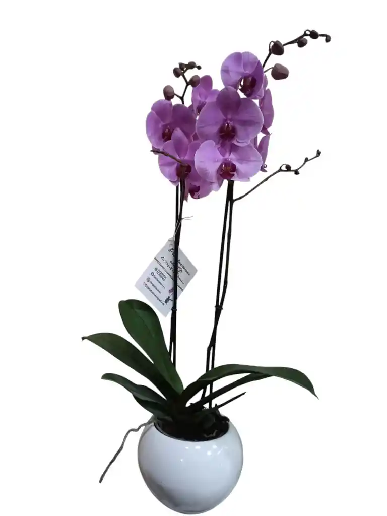 Orquídea Rosada 2 Espigas, En Cerámica Blanca