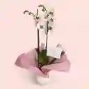 Orquideas Exotic Chispiadas