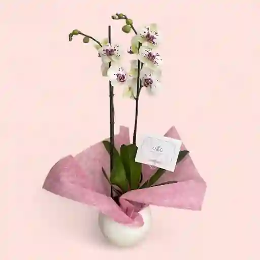 Orquideas Exotic Chispiadas