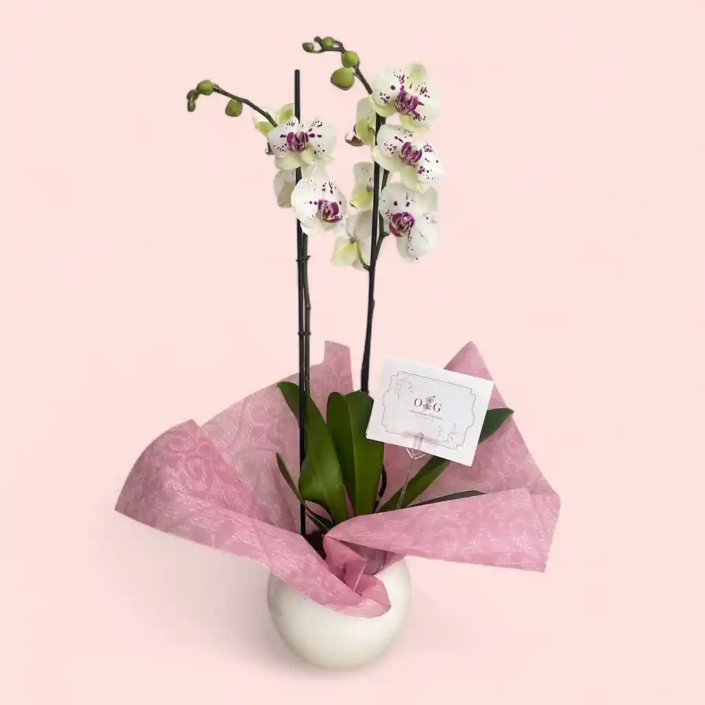 Orquideas Exotic Chispiadas