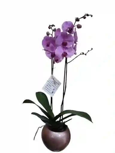 Orquídea Rosada 2 Espigas, En Cerámica Oro Rosa