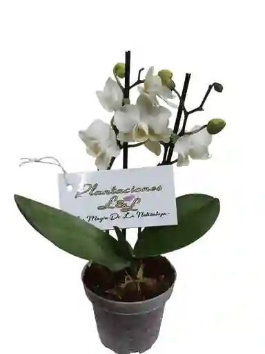 Orquídea Baby 2 Espigas Blanca