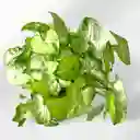 Planta Singonio