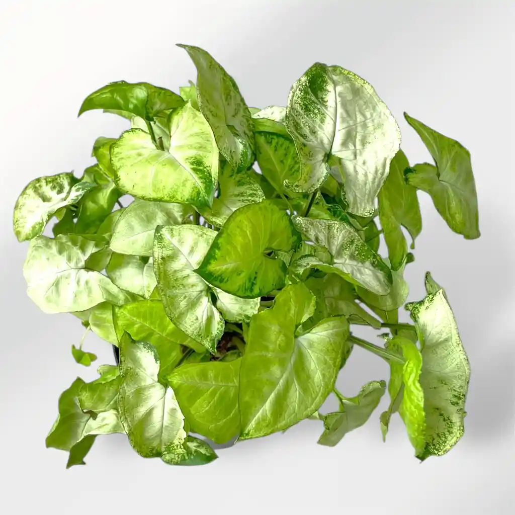 Planta Singonio
