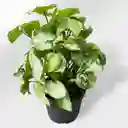 Planta Singonio