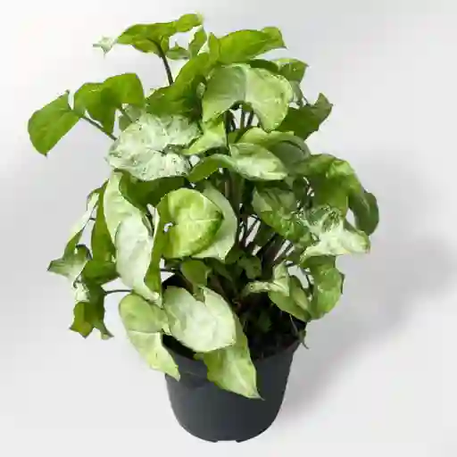 Planta Singonio