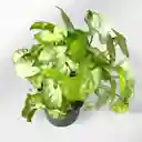 Planta Singonio