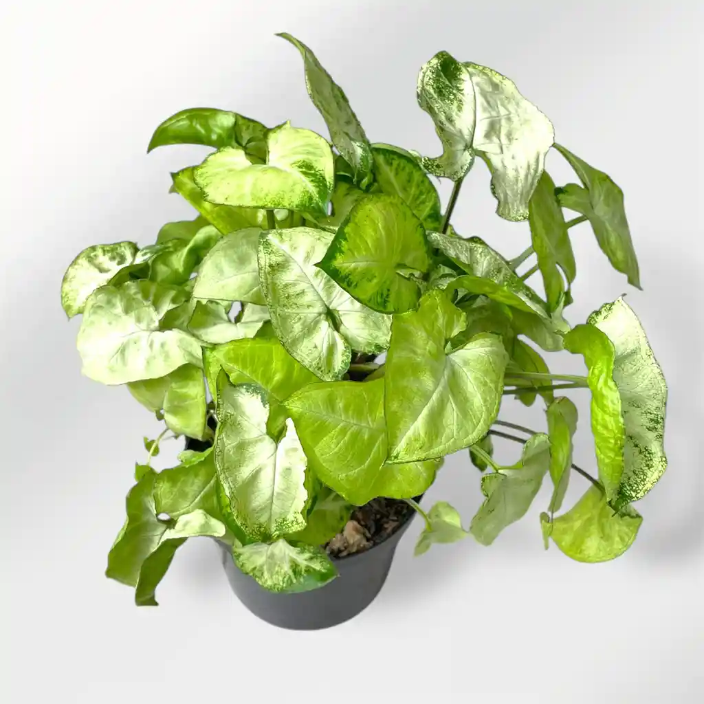 Planta Singonio