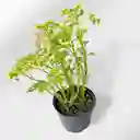 Planta Gitana Verde