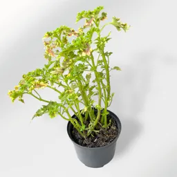 Planta Gitana Verde