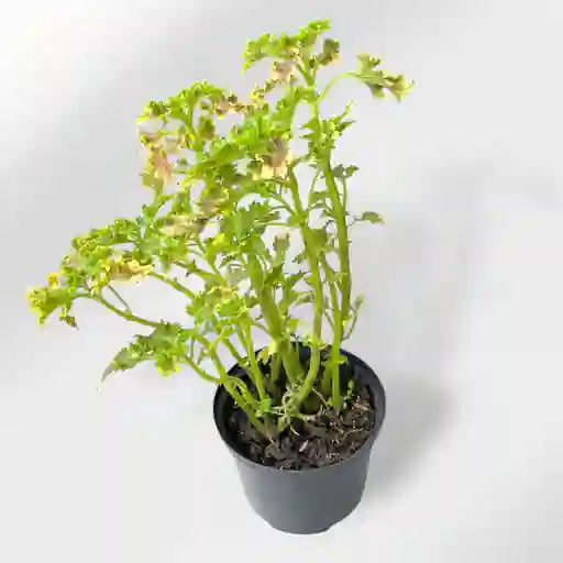Planta Gitana Verde