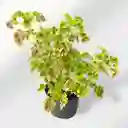 Planta Gitana Verde