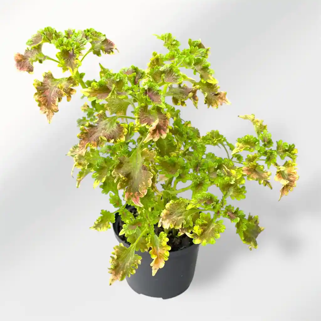 Planta Gitana Verde