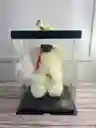 Oso Teddy De Graduación En Caja De Acetato