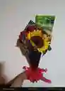 Buquet Mi Sol Endulza
