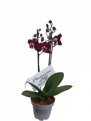 Orquídea Baby 2 Espigas Vinotinto