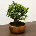 Bonsai Jade De Hoja Mini Con Maceta Naranja