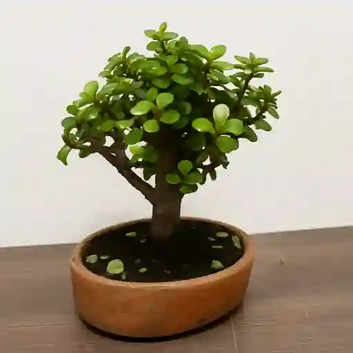 Bonsai Jade De Hoja Mini Con Maceta Naranja