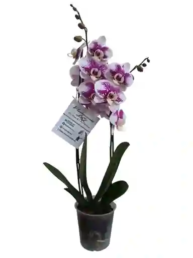 Orquídeas 2 Espigas Exótica