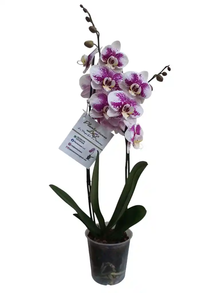 Orquídeas 2 Espigas Exótica