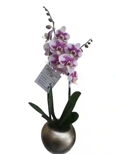 Orquídea 2 Espigas Exótica, En Cerámica Dorada