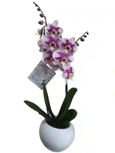 Orquídea Exótica 2 Espigas, En Cerámica Blanca