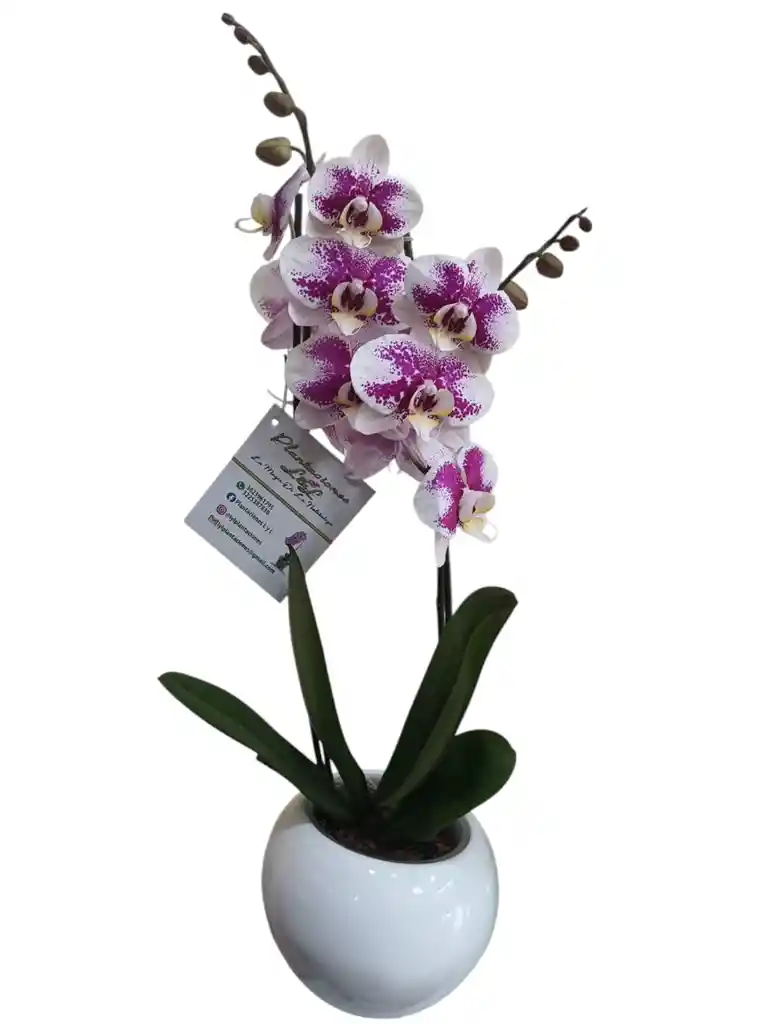 Orquídea Exótica 2 Espigas, En Cerámica Blanca