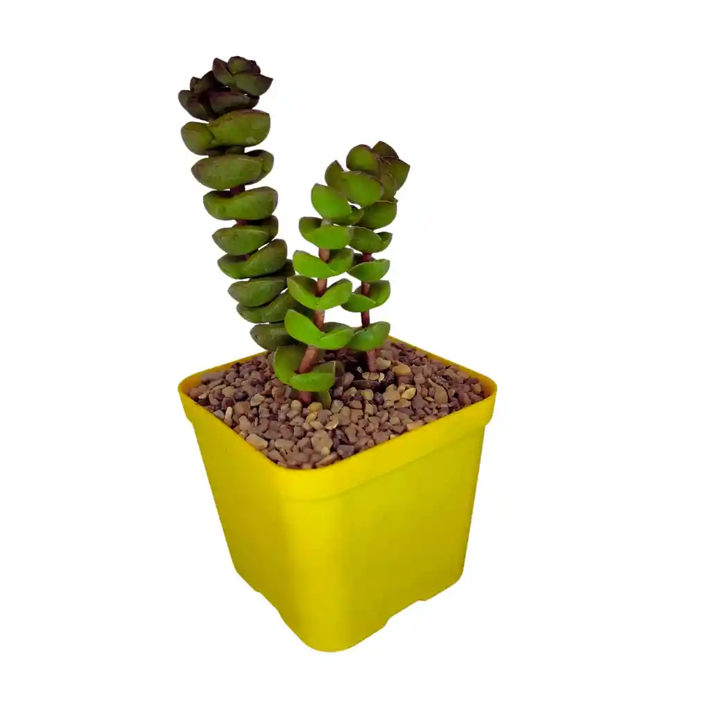 Suculentas Crassula Marnieriana