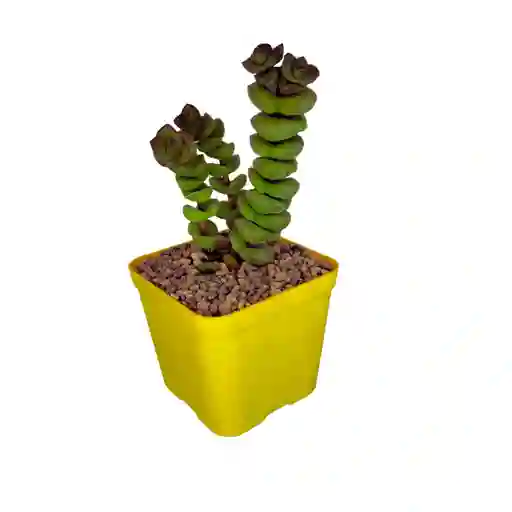 Suculentas Crassula Marnieriana