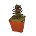 Suculentas Pagoda Roja