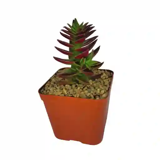 Suculentas Pagoda Roja