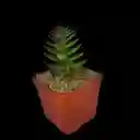 Suculentas Pagoda Roja