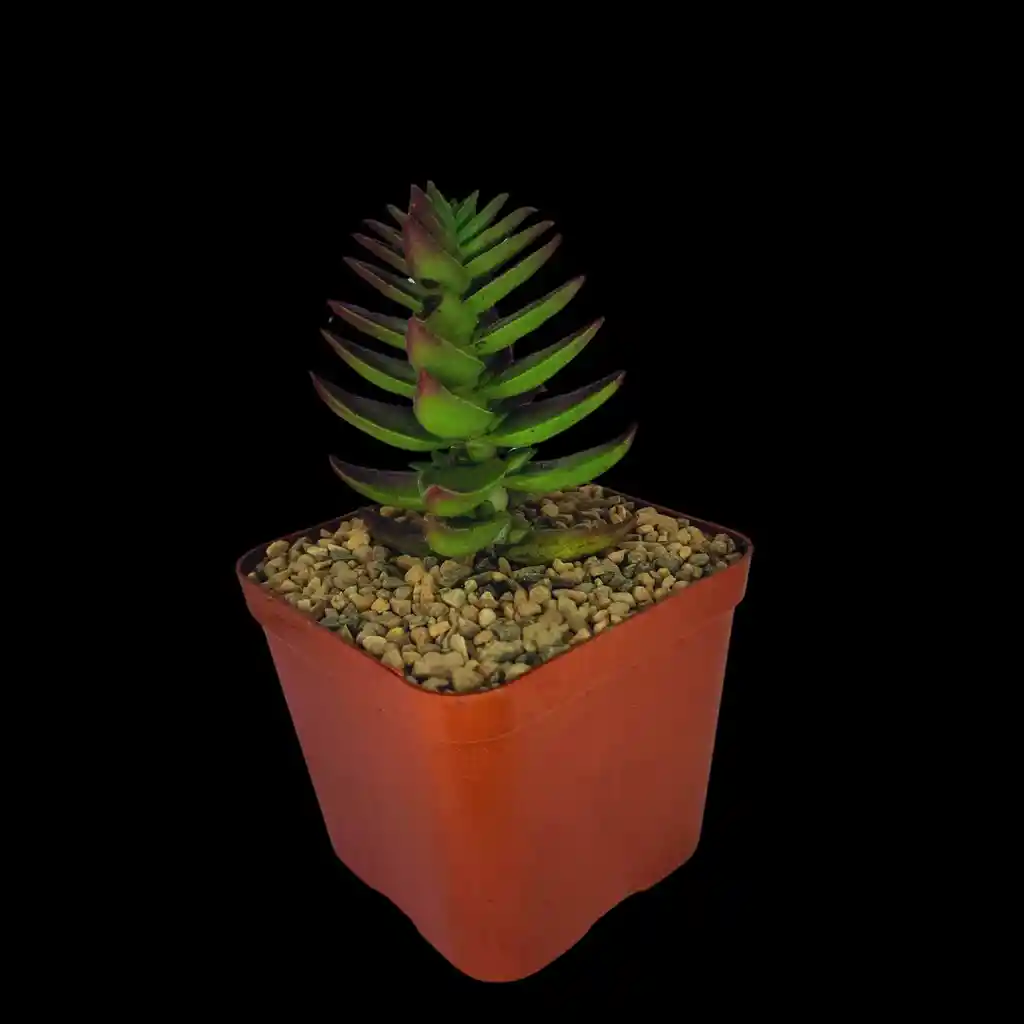 Suculentas Pagoda Roja
