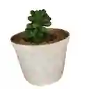 Suculenta Sedum Rubrotinctum Maceta N8