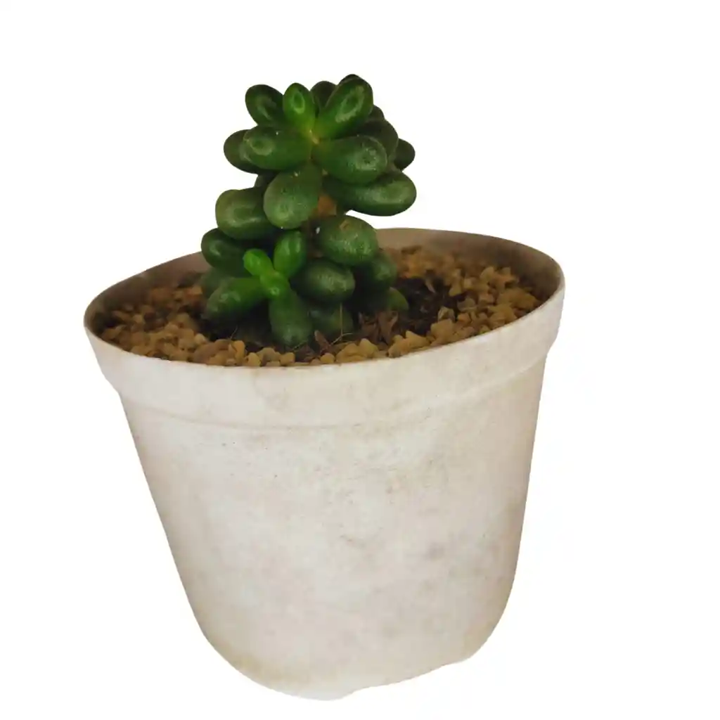 Suculenta Sedum Rubrotinctum Maceta N8