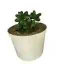 Suculenta Sedum Rubrotinctum Maceta N8