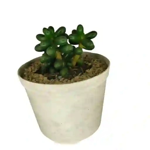 Suculenta Sedum Rubrotinctum Maceta N8