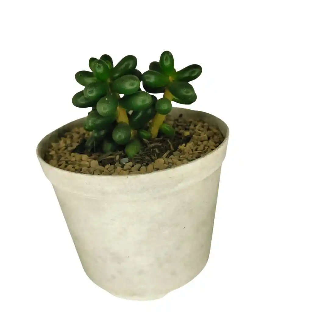 Suculenta Sedum Rubrotinctum Maceta N8
