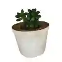 Suculenta Sedum Rubrotinctum Maceta N8